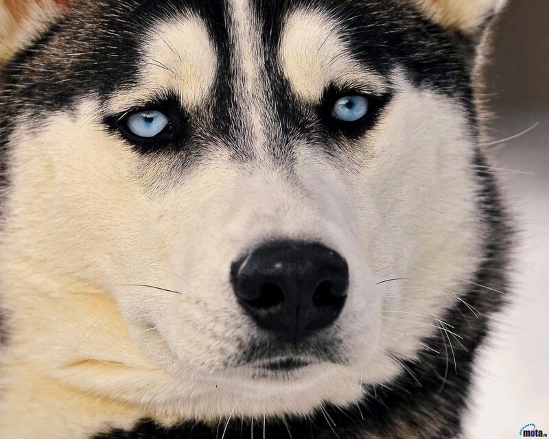 Husky with Blue Eyes — White, Intense, Photograph