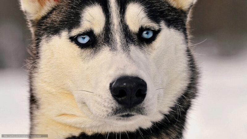 Husky with Blue Eyes — White, Intense, Winter, Photograph