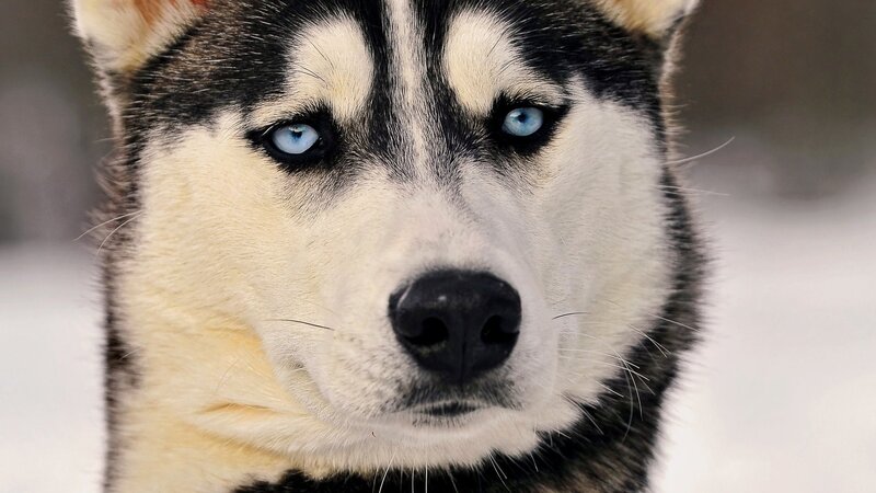 Husky with Blue Eyes — White, Intense, Winter