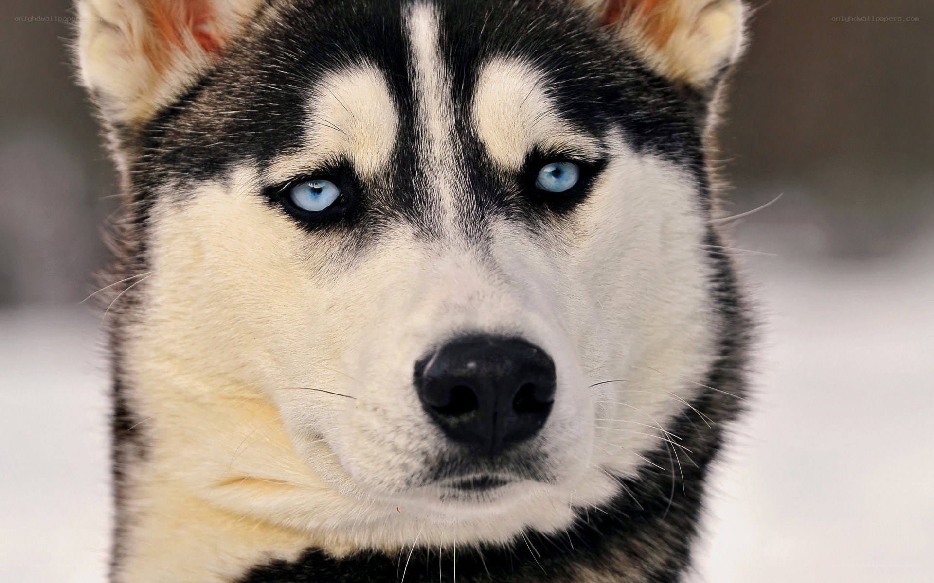 Husky with blue eyes