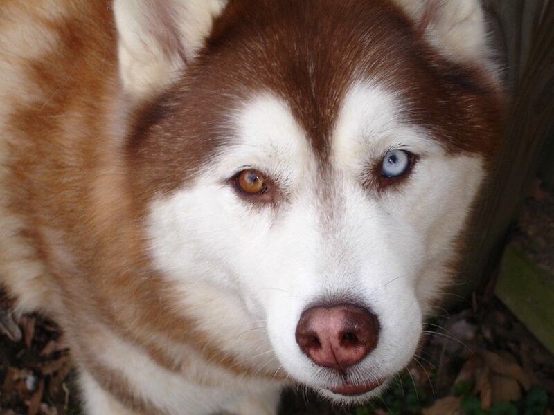 husky with heterochromia