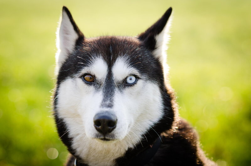 Husky with Heterochromia — Black, Calm, Afternoon