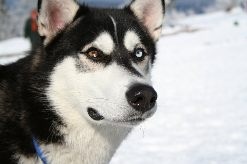 Husky with Heterochromia — Black, Calm