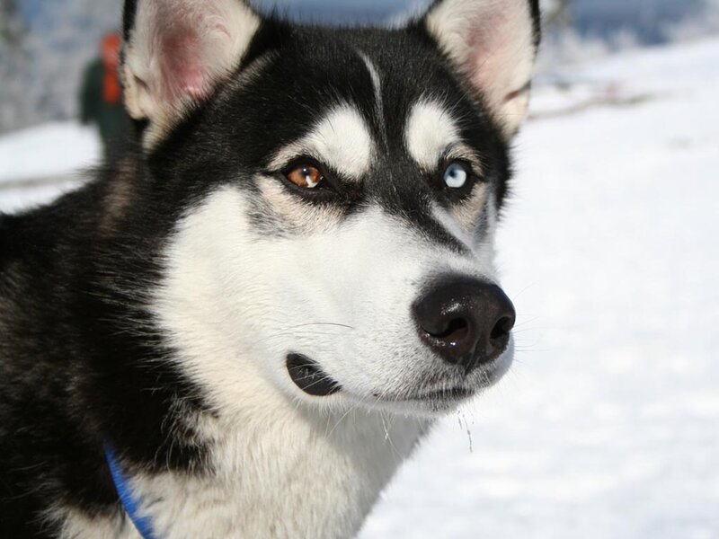 Husky with Heterochromia — Black, Calm, Winter