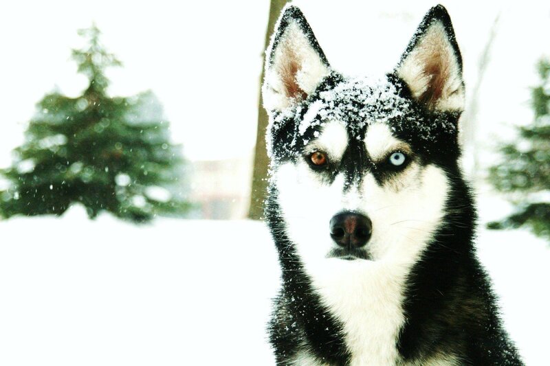Husky with Heterochromia — White, Cold
