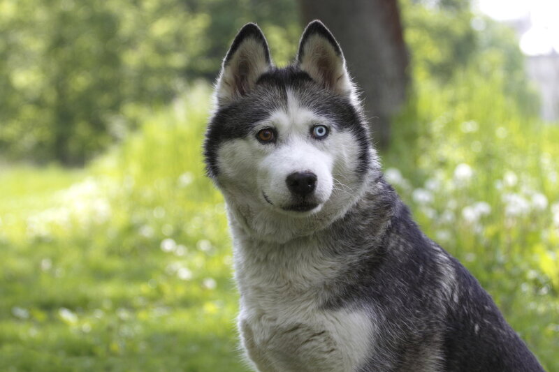 Husky with Heterochromia — White