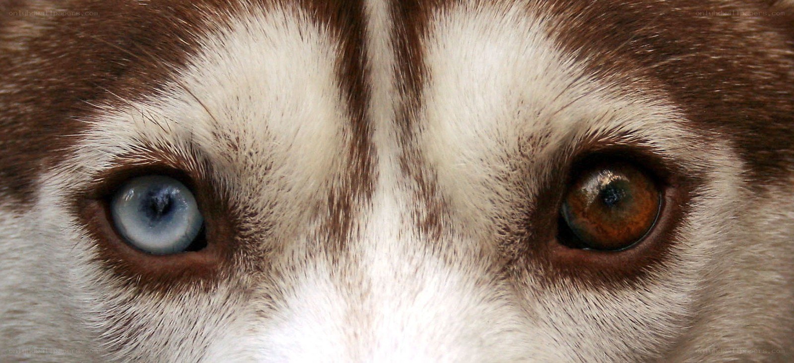 husky with heterochromia
