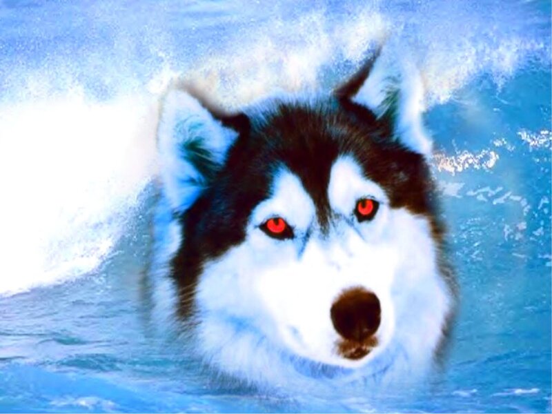 Husky with Red Eyes