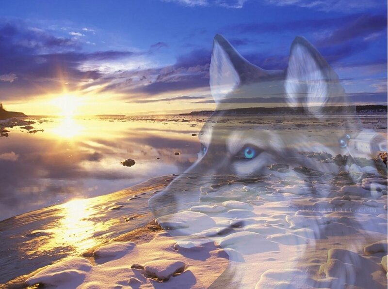 Husky Wolf Head