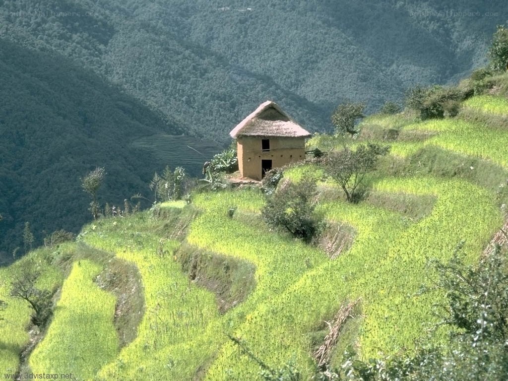 Hut on terraced hillside