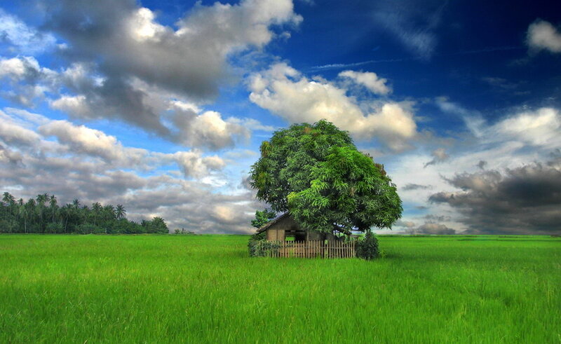 Hut under a tree in a rice field