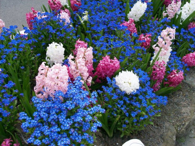 Hyacinth and Forget-me-nots