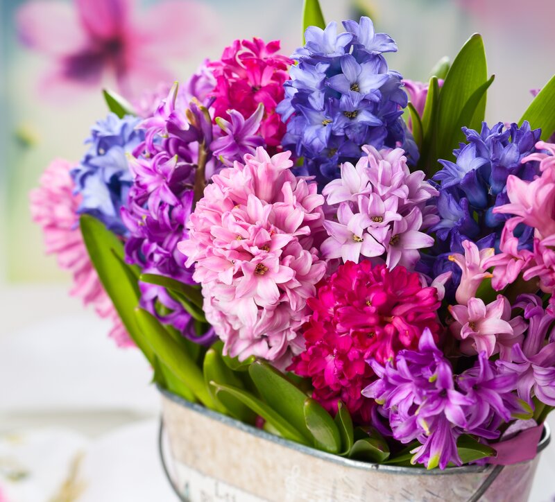 Hyacinth Bouquet in Vase — Pink, Calm