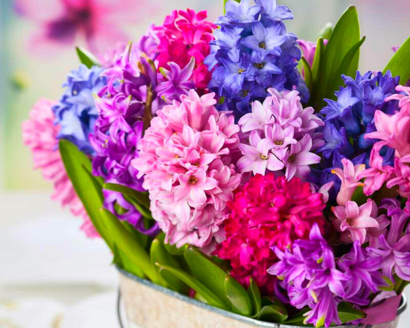 Hyacinth Bouquet — Pink