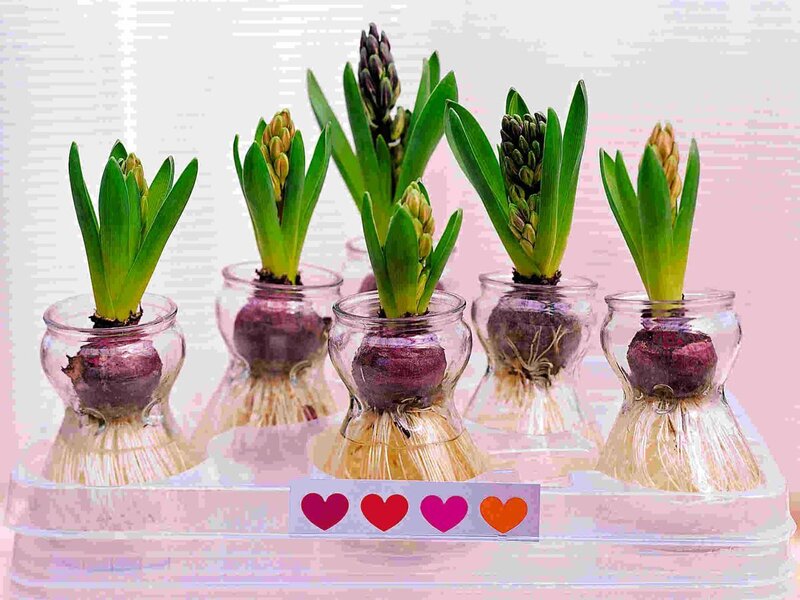Hyacinth Bulbs in Water