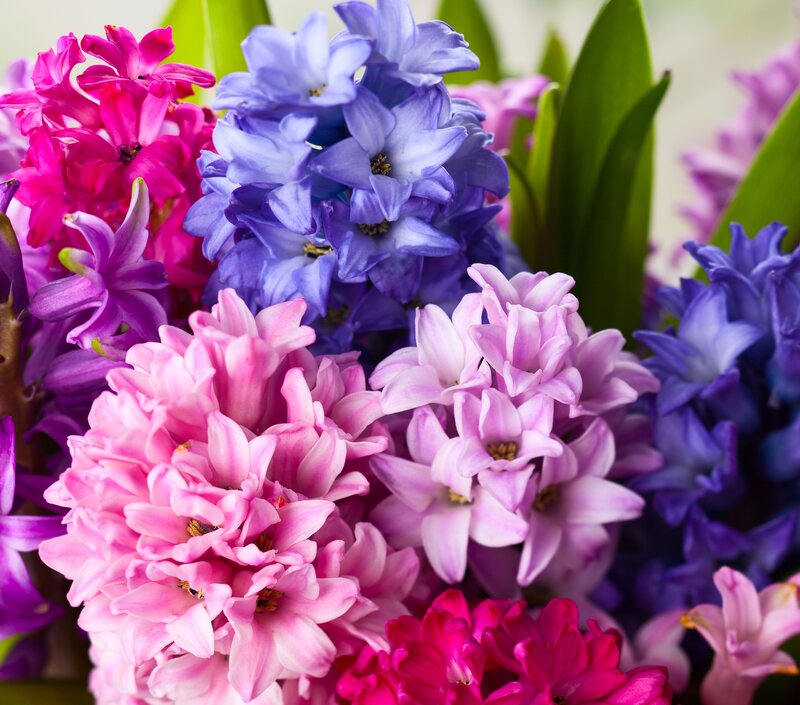 Hyacinth Flower Bouquet