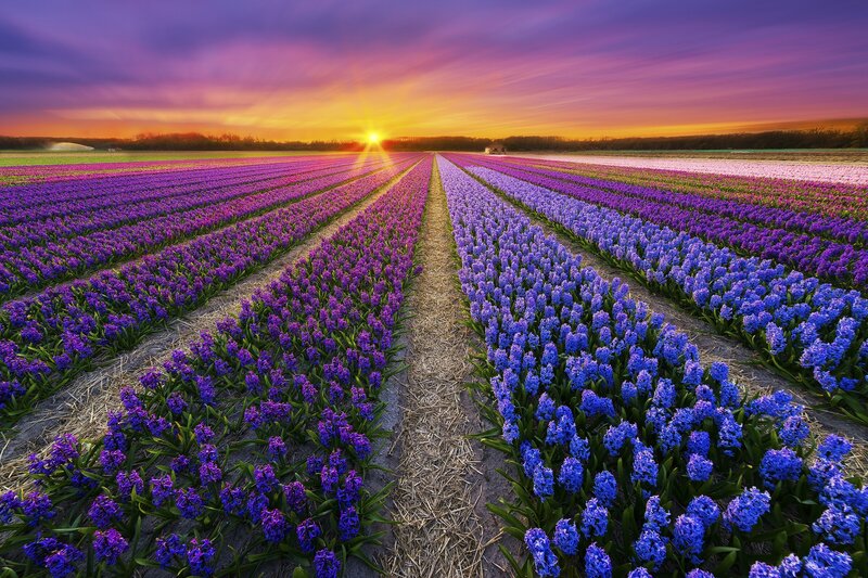Hyacinth Flower Fields