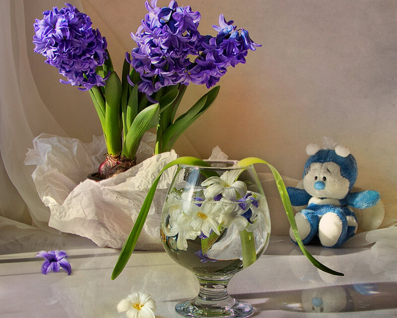 Hyacinth Flowers and Teddy Bear