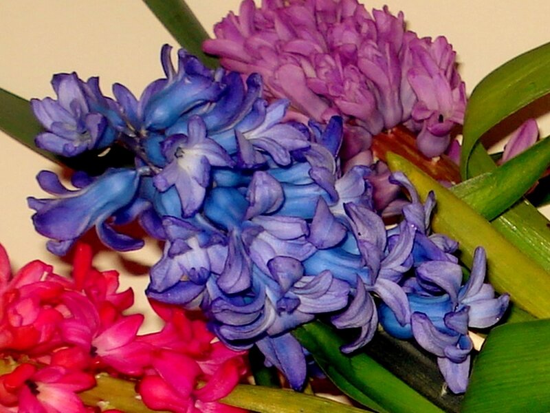 Hyacinth Flowers — Blue