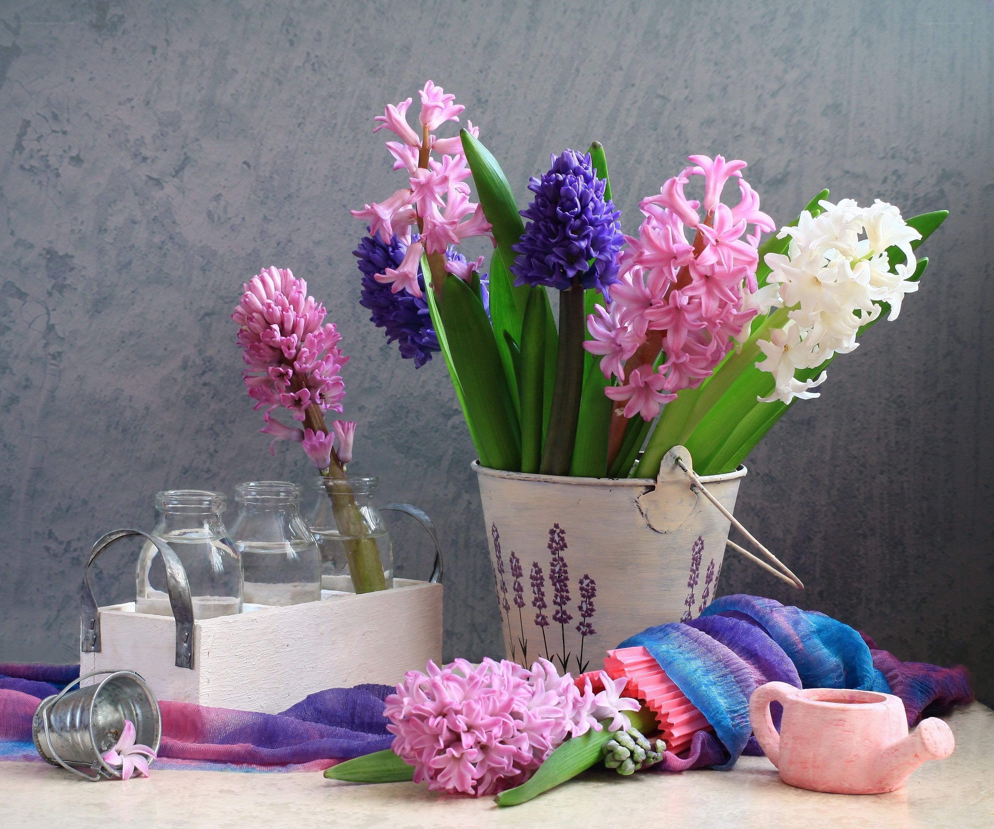 Hyacinth flowers in a bucket