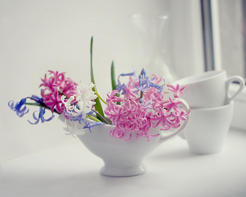 Hyacinth Flowers in a Cup
