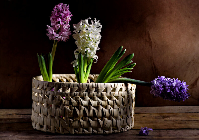 Hyacinth Flowers in Basket
