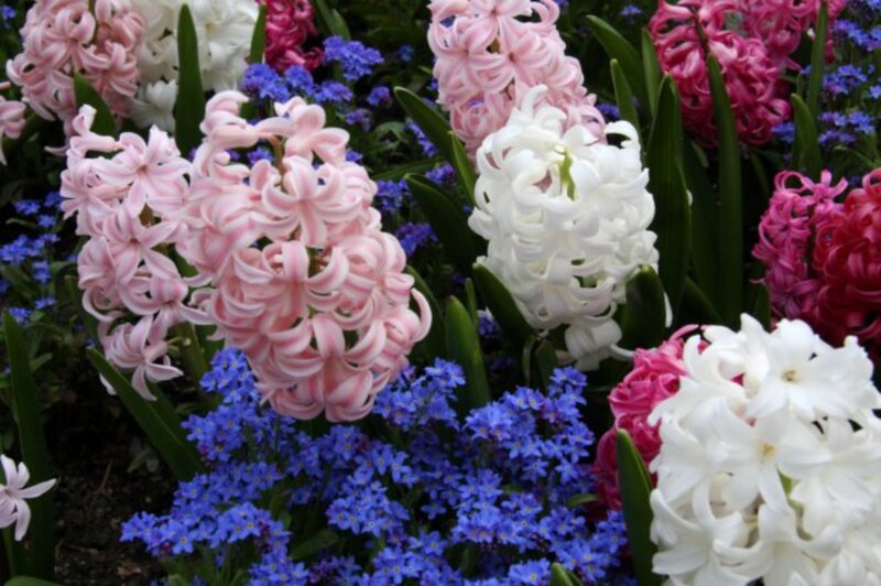 Hyacinth Flowers in Bloom