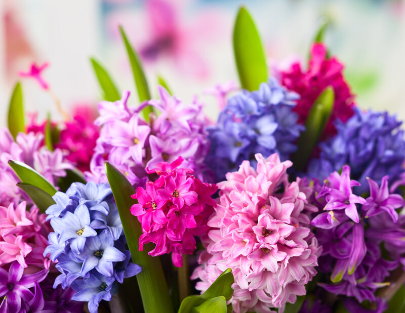 Hyacinth Flowers in Bouquet