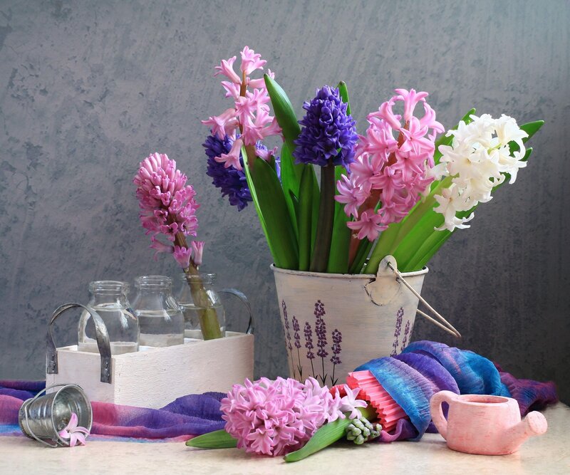 Hyacinth Flowers in Bucket — Pink