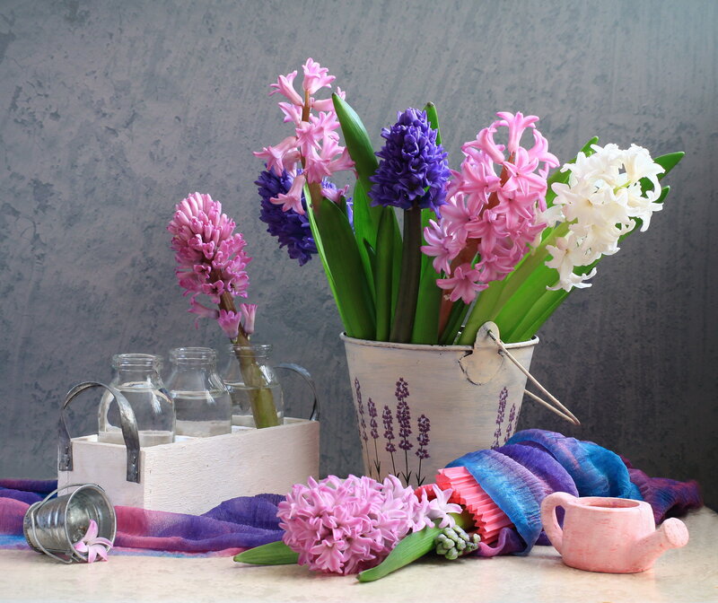 Hyacinth Flowers in Bucket