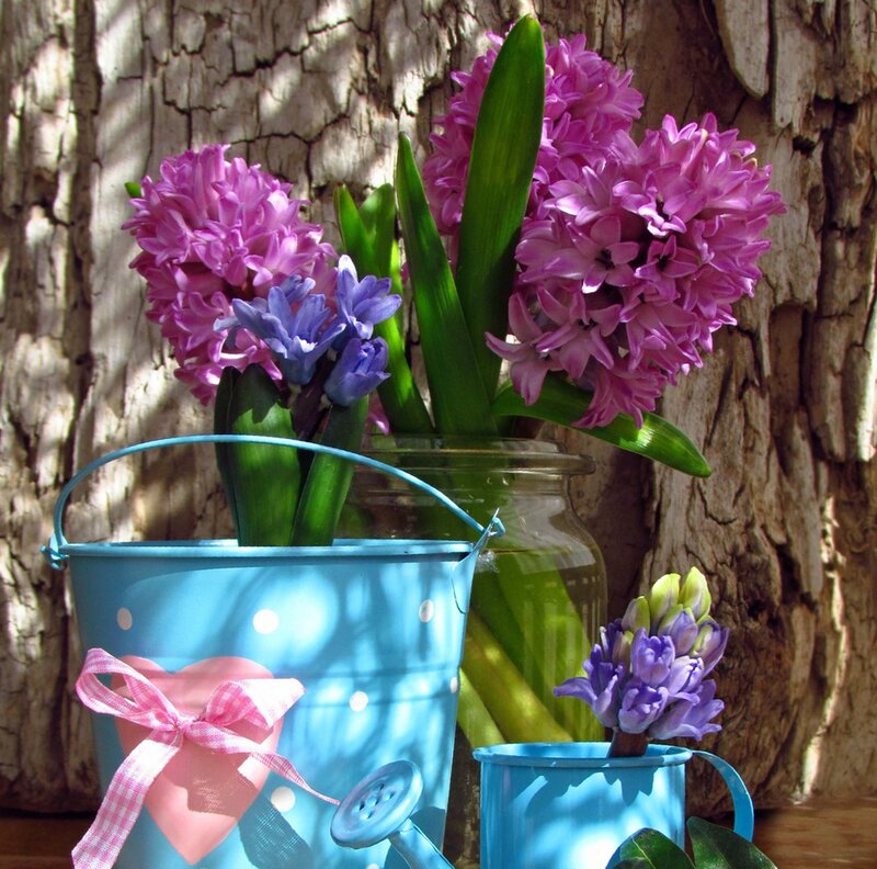 Hyacinth Flowers in Buckets