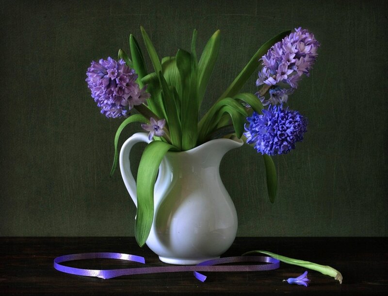 Hyacinth Flowers in Pitcher