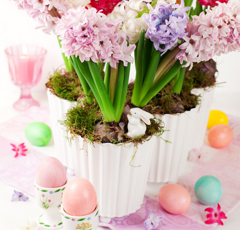 Hyacinth Flowers in Pot — Pink