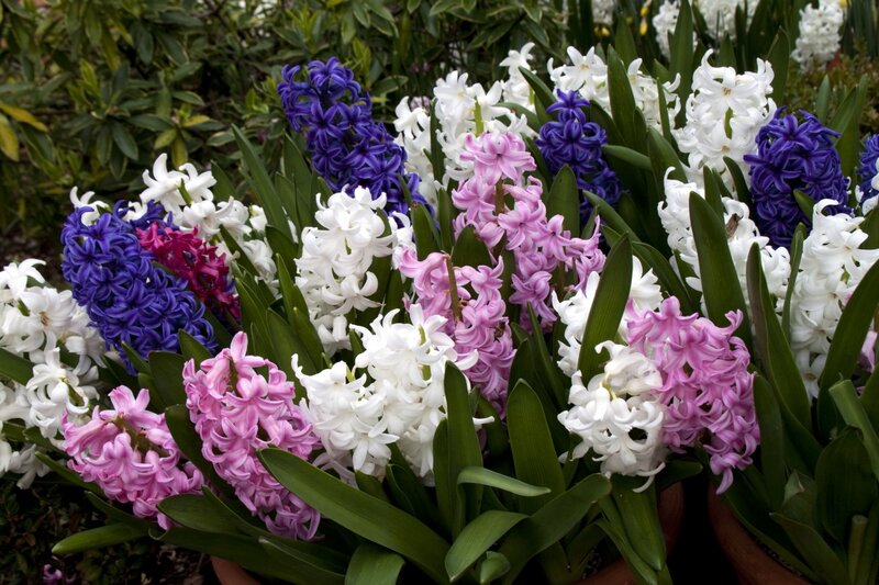 Hyacinth Flowers in Pots — Purple