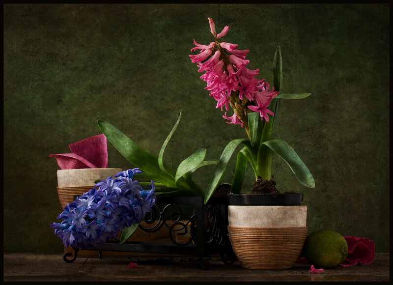 Hyacinth Flowers in Pots