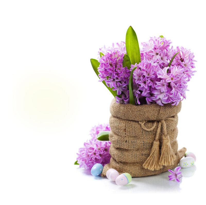 Hyacinth Flowers in Sack