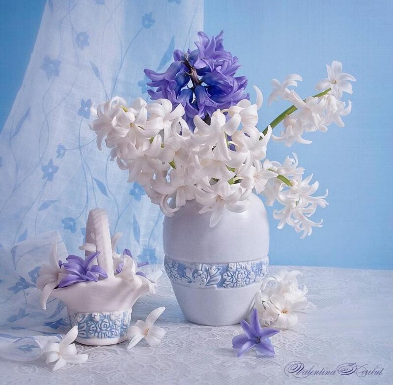 Hyacinth Flowers in Vase — Blue, Serene, Photograph