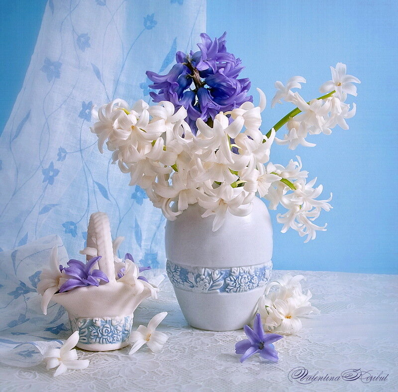 Hyacinth Flowers in Vase — Blue