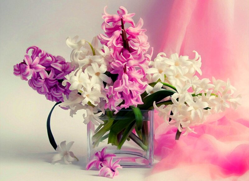 Hyacinth Flowers in Vase — Pink