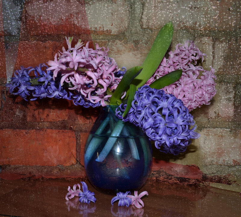 Hyacinth Flowers in Vase — Purple, Calm, Photograph