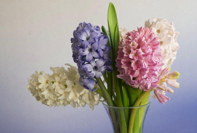 Hyacinth Flowers in Vase — Purple, Calm