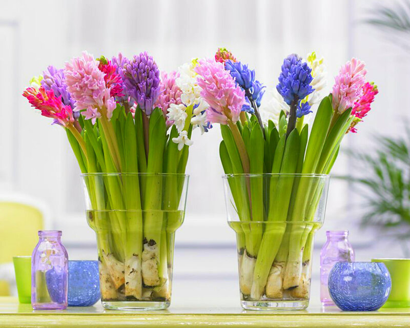 Hyacinth Flowers in Vases — Green