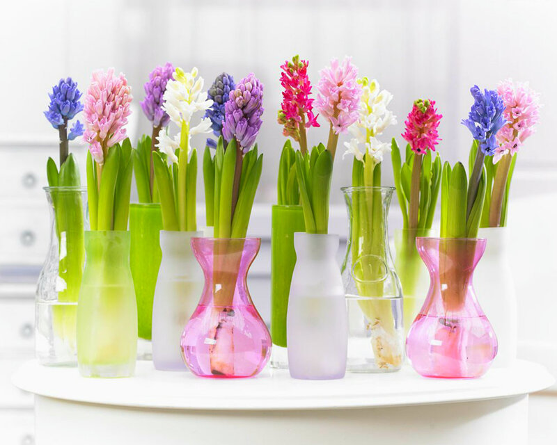 Hyacinth Flowers in Vases — Pink, Calm