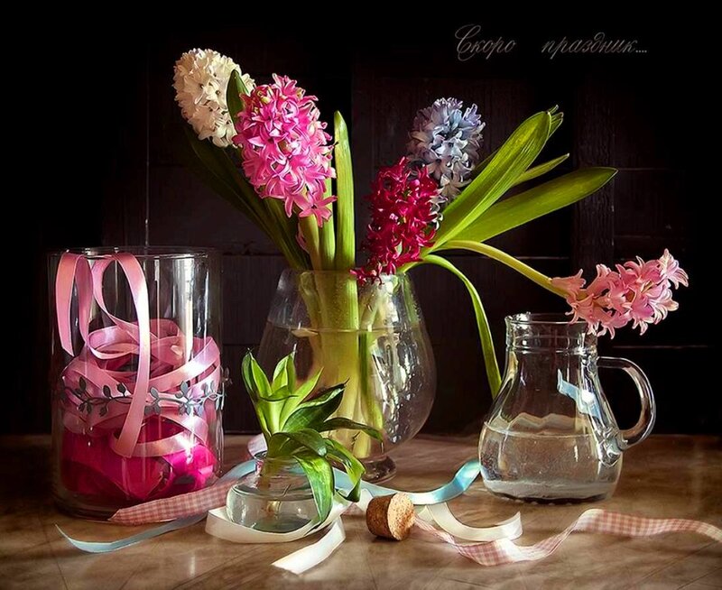 Hyacinth Flowers in Vases — Pink