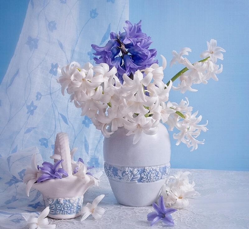 Hyacinth Flowers in Vases