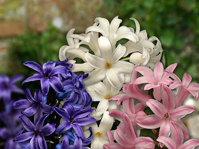 Hyacinth Flowers — Purple, Calm