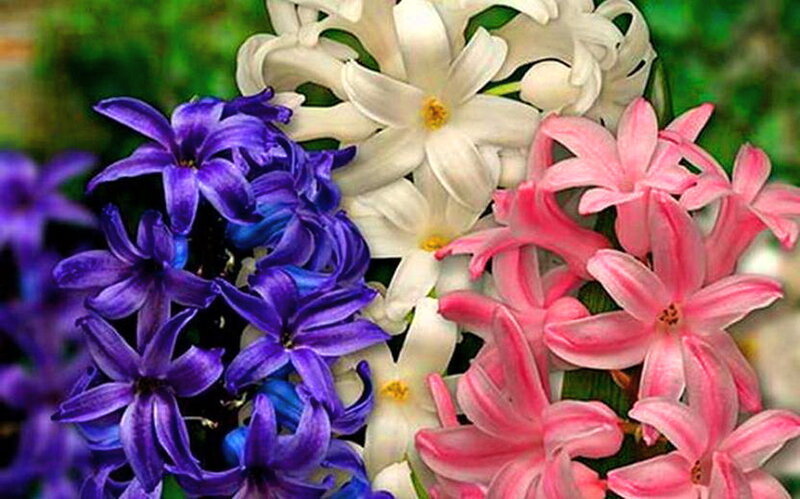 Hyacinth Flowers — Purple
