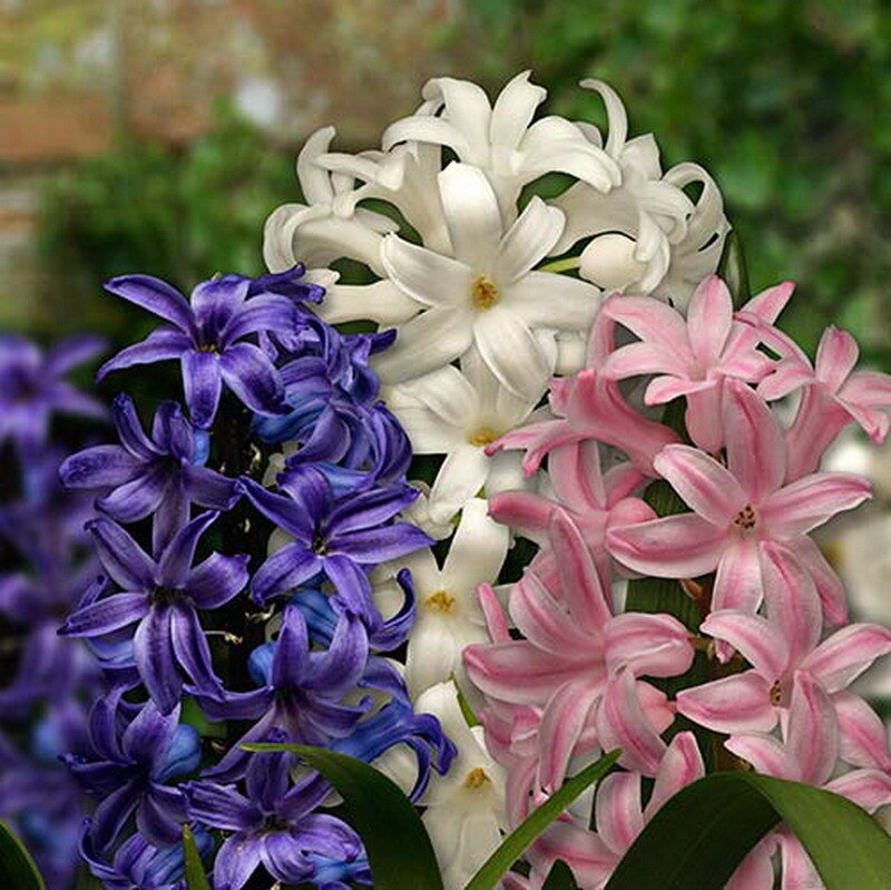 Hyacinth Flowers