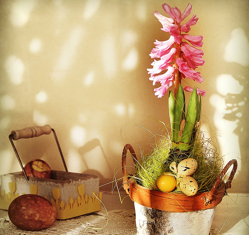 Hyacinth in Basket — Pink