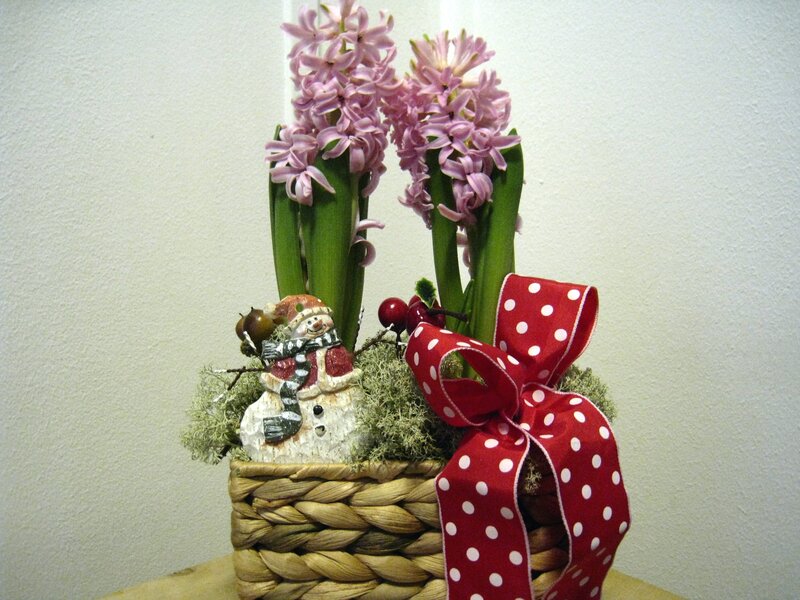 Hyacinth in Basket